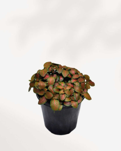 Fittonia Flammule 3.5" Pot - Small