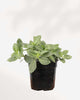 Fittonia Nerve Plant 3.5" Pot - Small