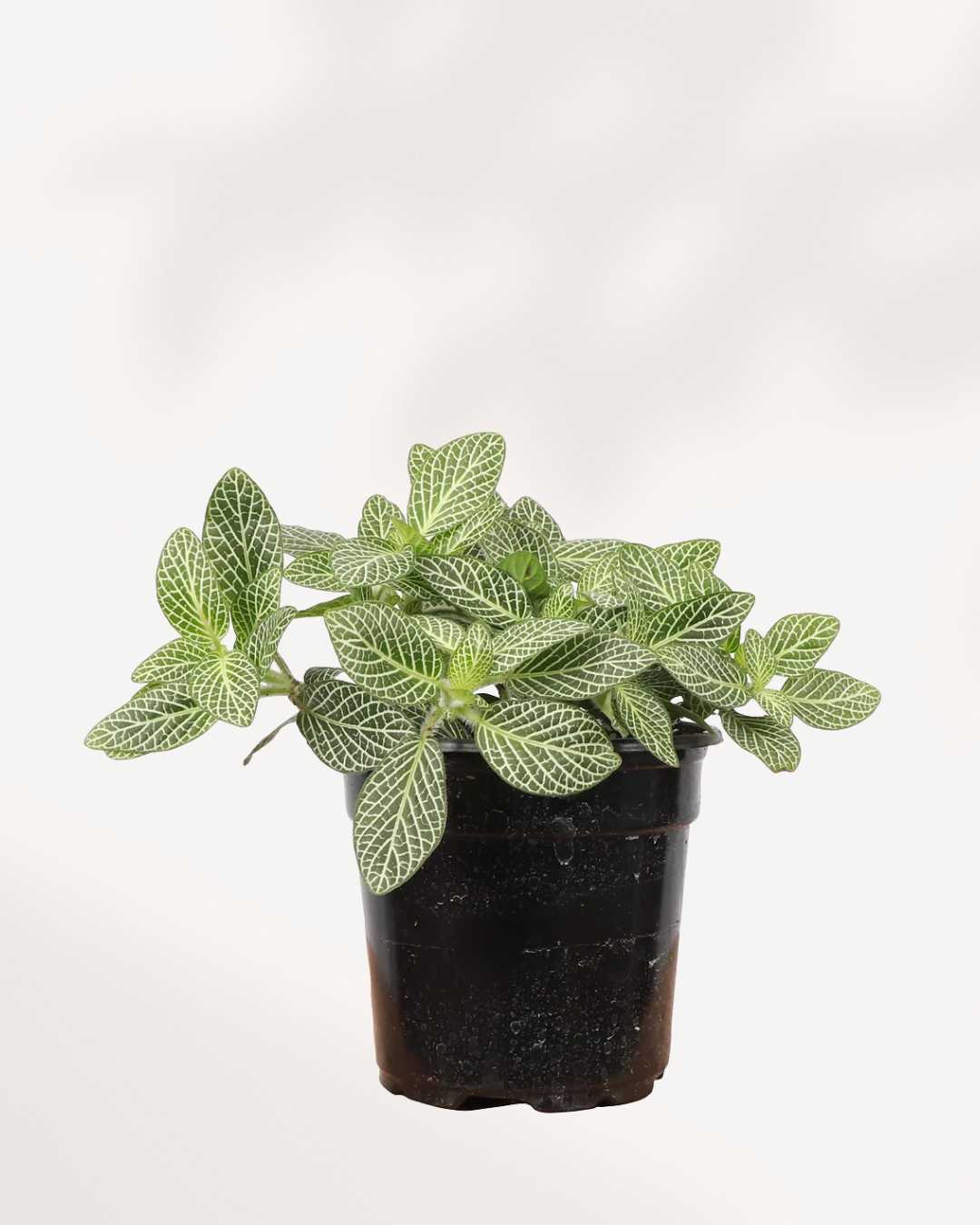 Fittonia Nerve Plant 3.5" Pot - Small