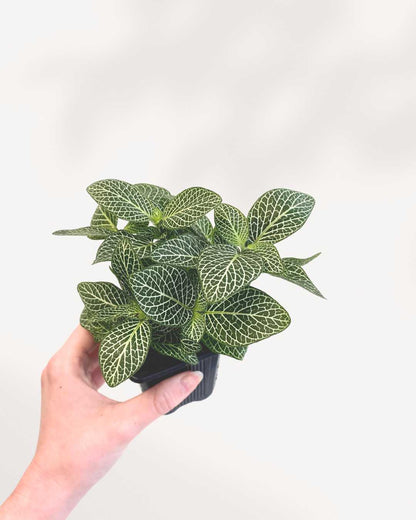 Fittonia Nerve Plant