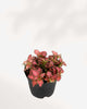 Fittonia Pink Anne 3.5" Pot - Small