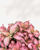 Fittonia Pink Anne