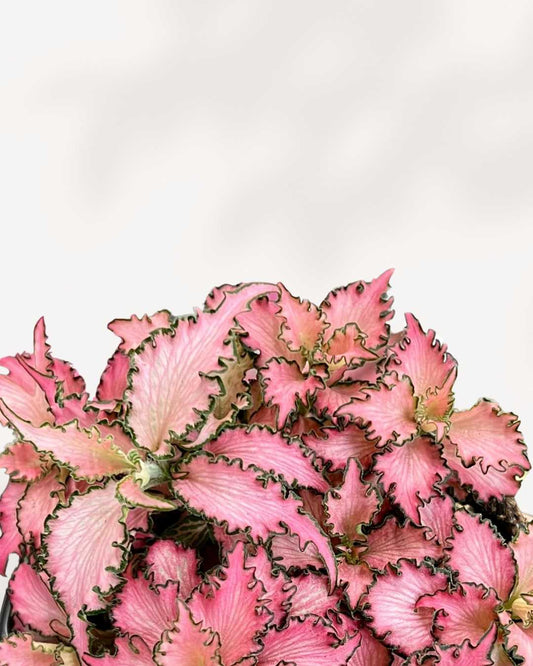 Fittonia Pink Anne 3.5" Pot - Small