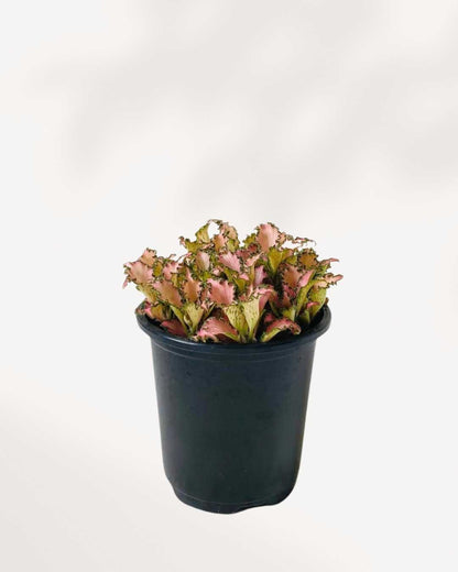Fittonia Pink Forest Flame 3.5" Pot - Small