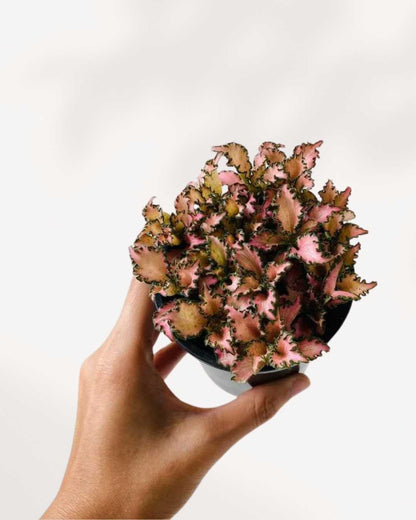 Fittonia Pink Forest Flame