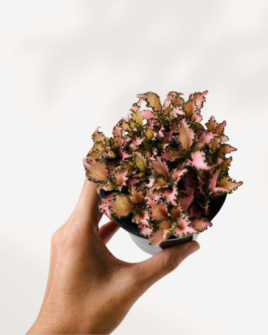 Fittonia Pink Forest Flame 3.5" Pot - Small