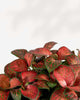 Fittonia Red Cloud