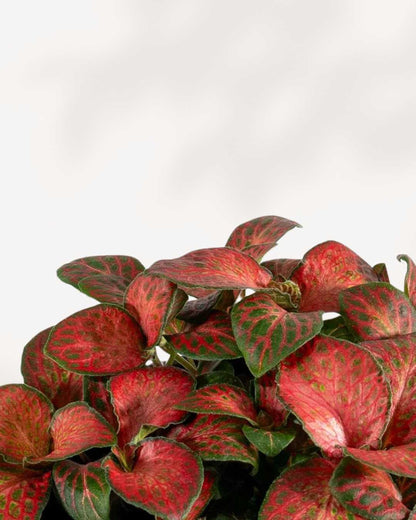 Fittonia Red Cloud