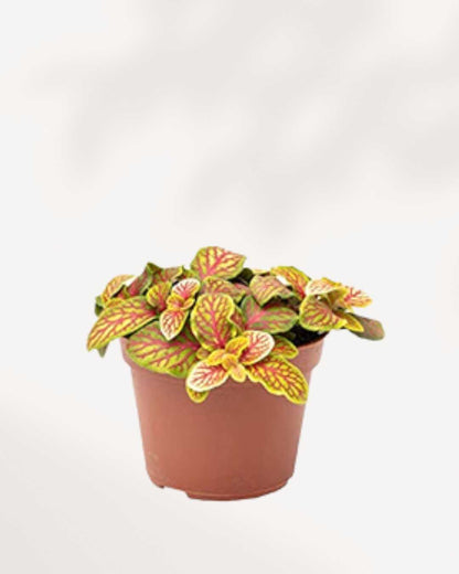 Fittonia Skeleton 3.5" Pot - Small