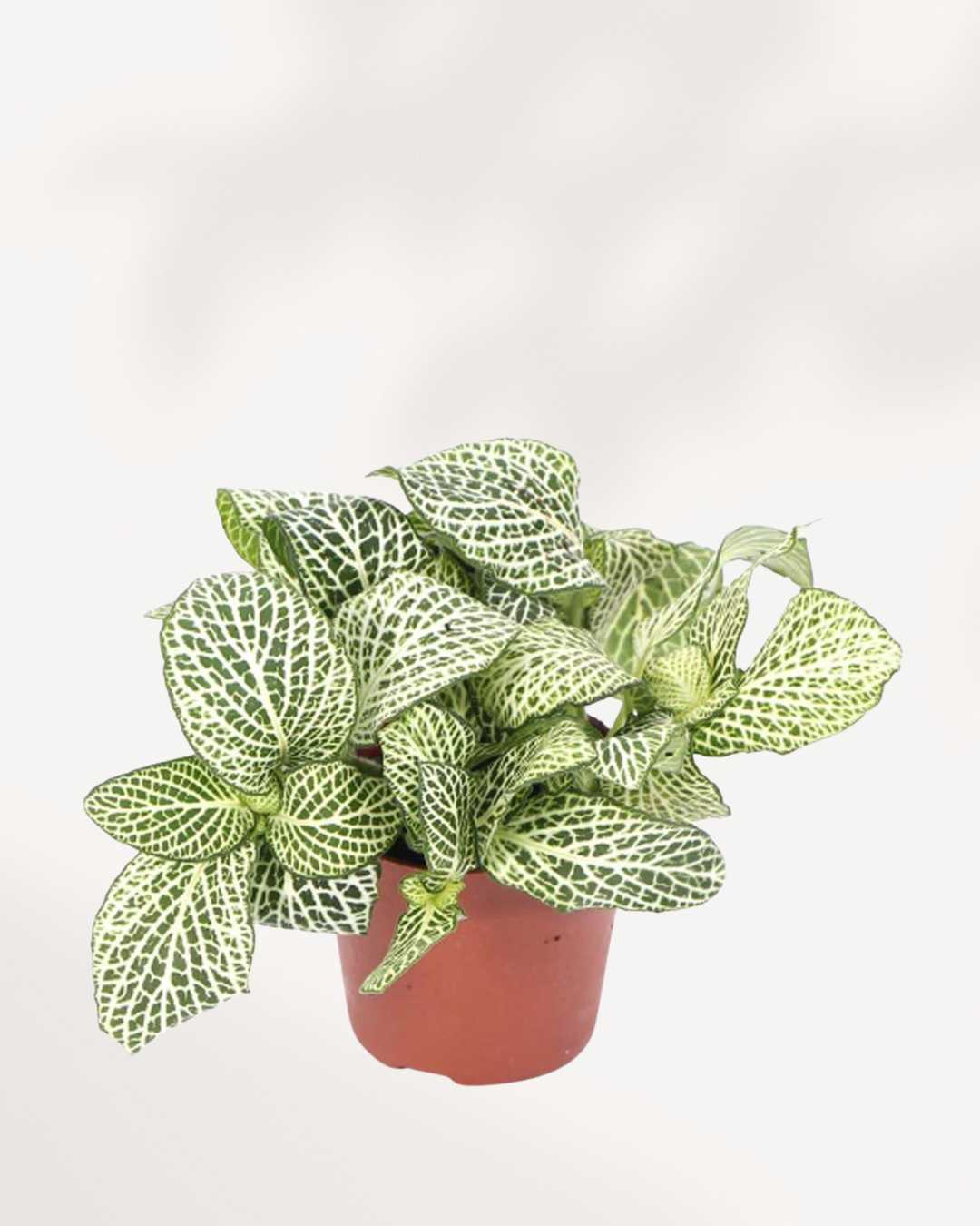 Fittonia White Anne 3.5" Pot - Small