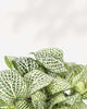 Fittonia White Anne