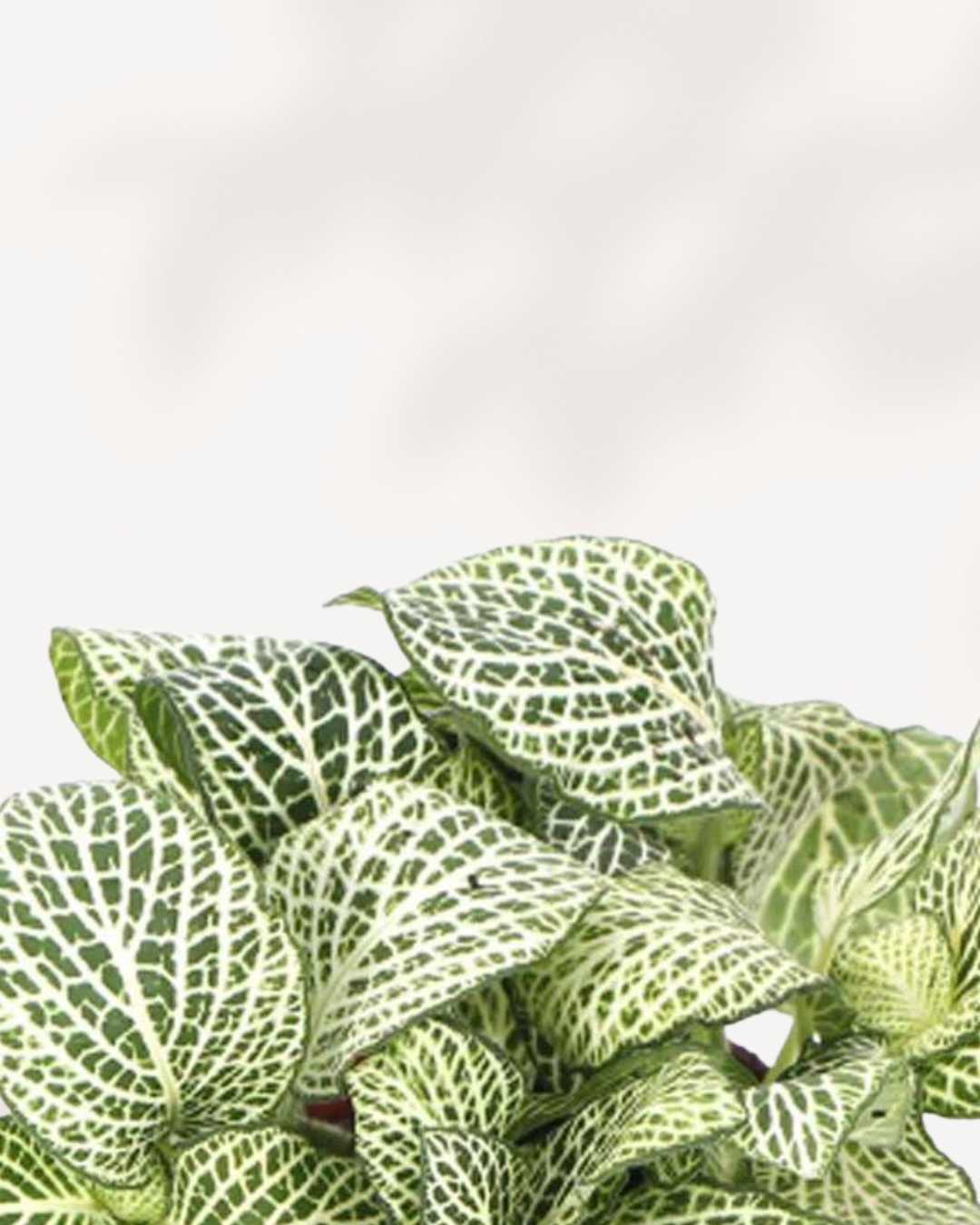 Fittonia White Anne