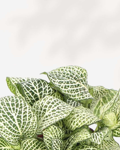 Fittonia White Anne