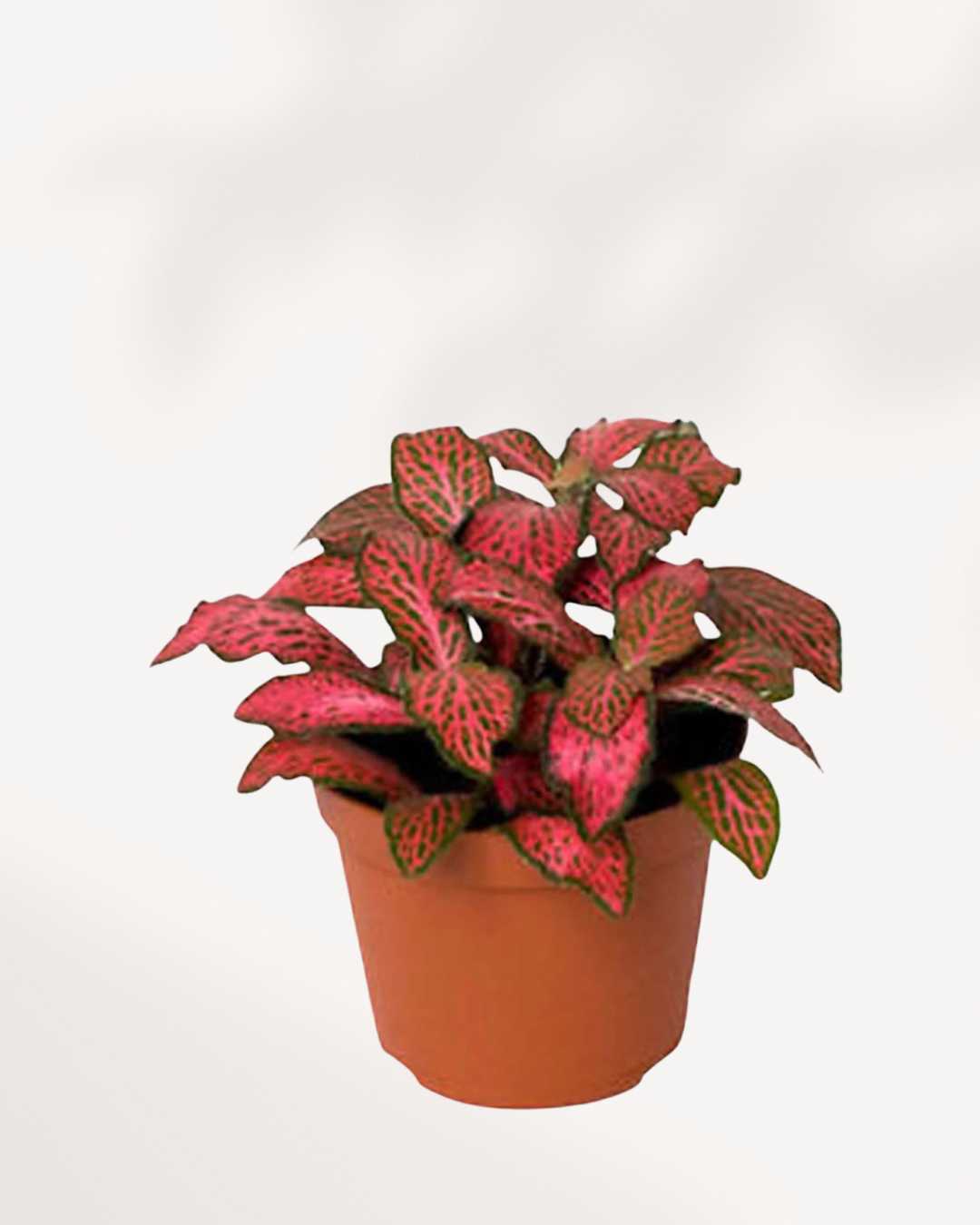 Fittonia Red Cloud 3.5" Pot - Small