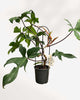 Philodendron Florida Green 8" Pot - Large