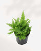 Fluffy Ruffles Fern 3.5" Pot - Small