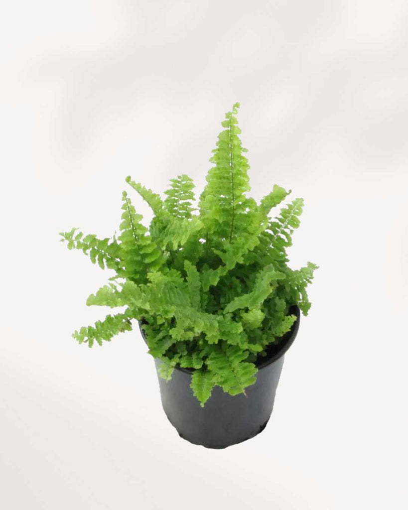 Fluffy Ruffles Fern 3.5" Pot - Small