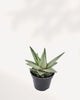 Top side view of the Gasteraloe 'Green Ice' Variegated, clearly showing the architectural, symmetrical rosette formation and the way the thick, paddle-shaped leaves overlap with their icy green and cream coloring.