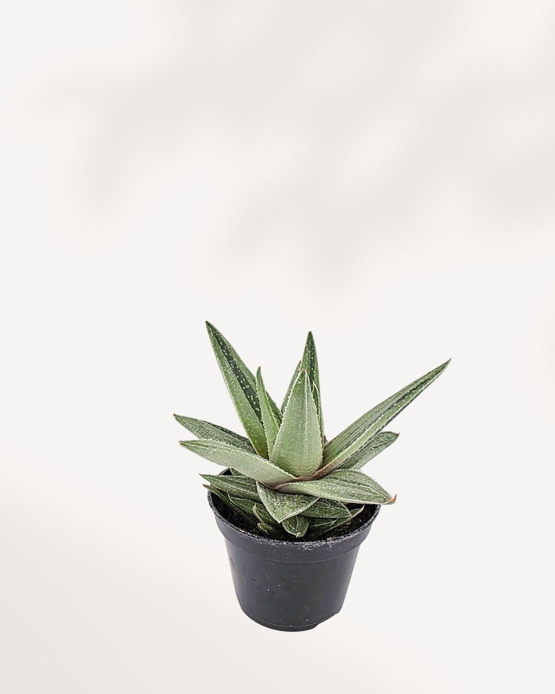Top side view of the Gasteraloe 'Green Ice' Variegated, clearly showing the architectural, symmetrical rosette formation and the way the thick, paddle-shaped leaves overlap with their icy green and cream coloring.
