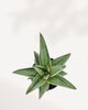 Overhead view (top down) of the Gasteraloe 'Green Ice' Variegated, emphasizing the geometric, circular rosette shape and the unique striped variegation across the thick, succulent leaves.