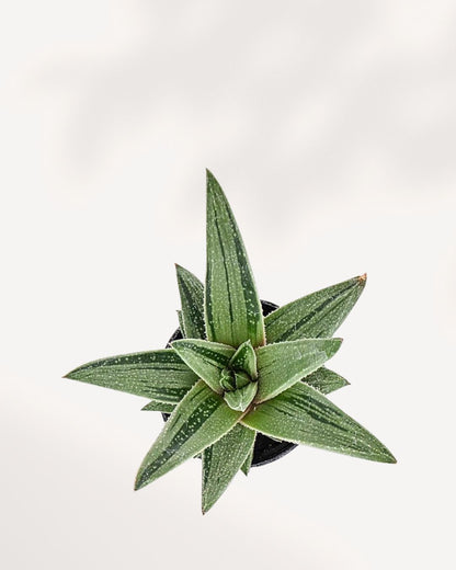 Overhead view (top down) of the Gasteraloe 'Green Ice' Variegated, emphasizing the geometric, circular rosette shape and the unique striped variegation across the thick, succulent leaves.