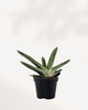 Front view of Gasteria 'Little Warty' succulent, showcasing its unique textured green leaves with speckled patterns, perfect compact houseplant to buy online for easy indoor décor.