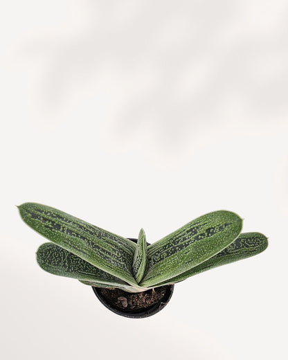 Top view of Gasteria 'Little Warty' succulent showing its rosette leaf pattern, ideal decorative plant for desks, shelves, or small living spaces.