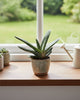 Gasteria 'Little Warty' succulent displayed on a bright kitchen window sill, stylish air-purifying plant that adds charm and freshness to any modern home space.