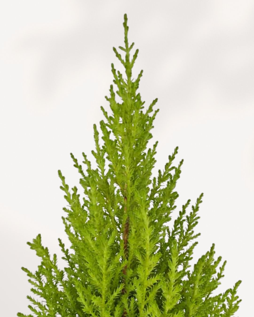Goldcrest Lemon Cypress | Buy Online