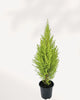 Goldcrest Lemon Cypress | Buy Online