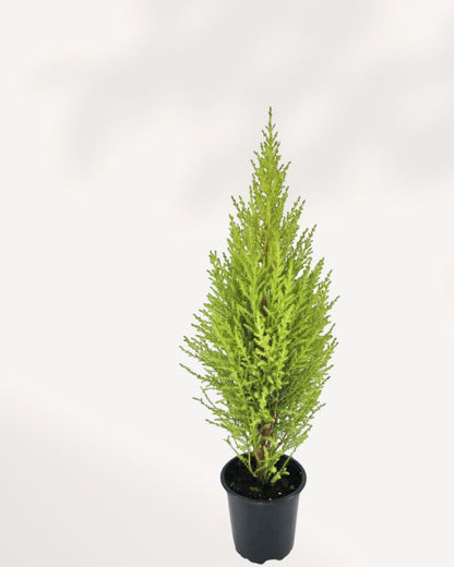 Goldcrest Lemon Cypress | Buy Online