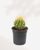Golden Barrel Cactus 2.5" Pot - Small