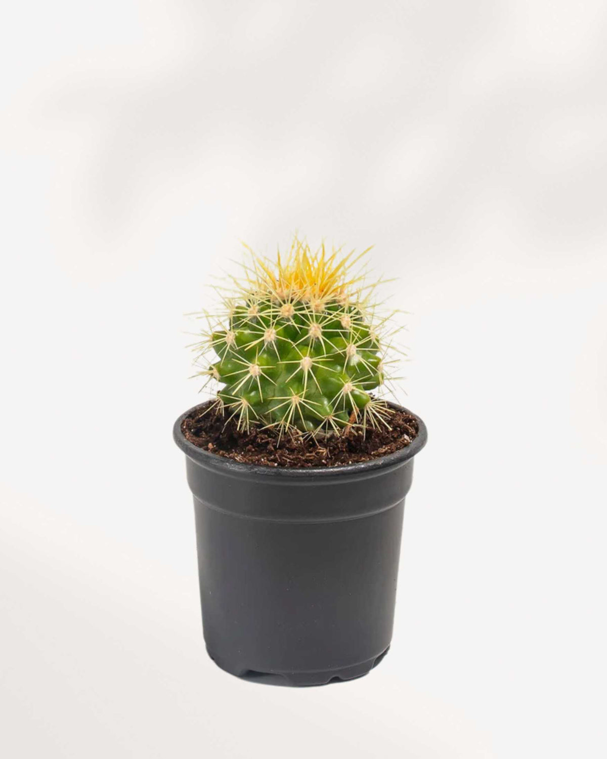 Golden Barrel Cactus 2.5" Pot - Small