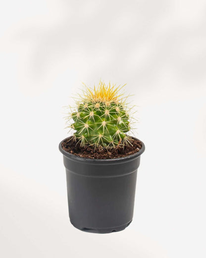Golden Barrel Cactus 2.5" Pot - Small