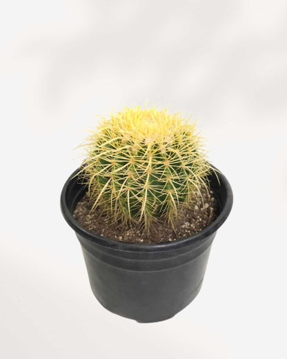 Golden Barrel Cactus