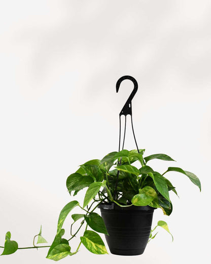Pothos Golden - Epipremnum Aureum Golden 6" - Hanging Basket