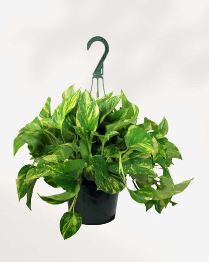 Pothos Golden - Epipremnum Aureum Golden