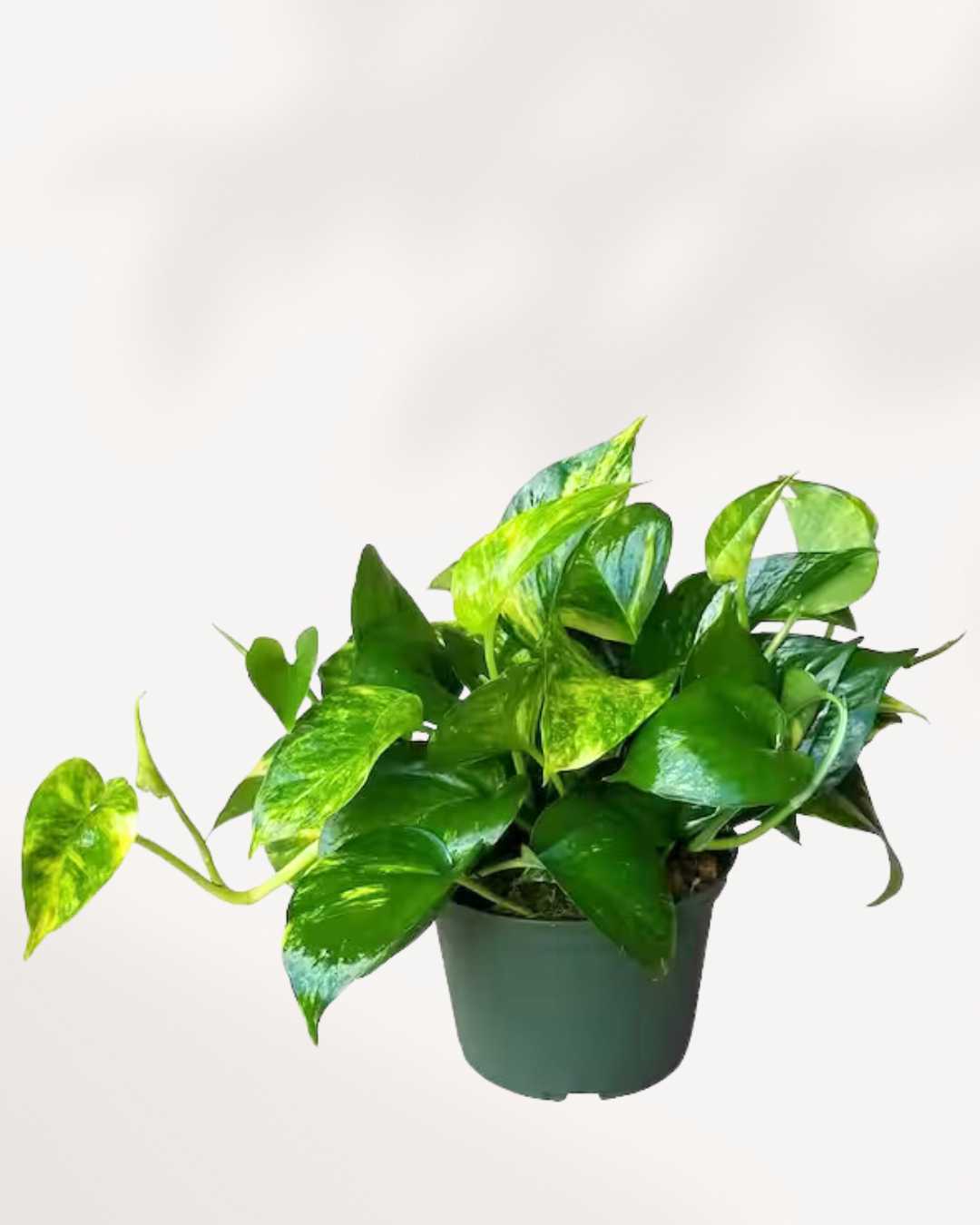Pothos Golden - Epipremnum Aureum Golden 6" Pot - Medium