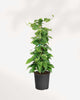 Pothos Golden - Epipremnum Aureum Golden 6" Pot - Totem