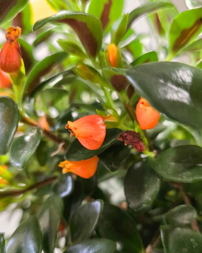 View of a vibrant Goldfish Plant (Columnea Hirta) in a 3.5 to 4-inch terracotta pot, showcasing its lush green foliage and small orange, fish-shaped blooms."