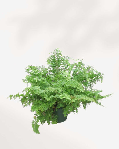 Green Fantasy Fern 6" Pot - Medium