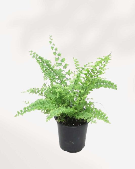 Green Fantasy Fern 3.5" Pot - Small