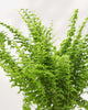 Close-up of Green Fantasy Fern's feathery fronds