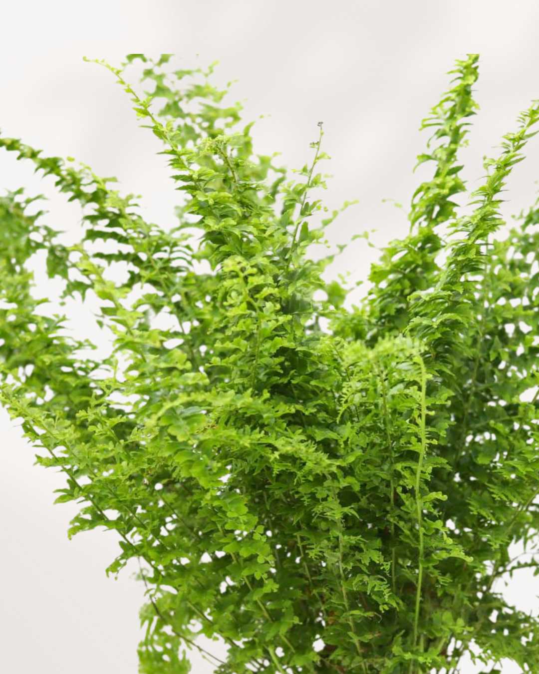 Close-up of Green Fantasy Fern's feathery fronds