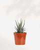 Haworthia Succulent 3.5" Pot - Single Assorted