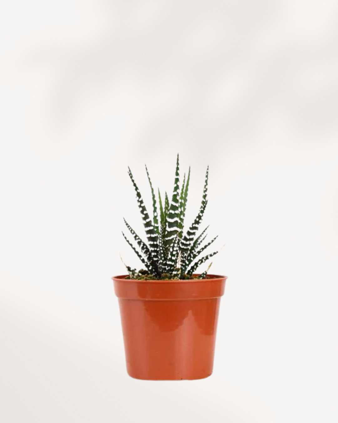 Haworthia Succulent 3.5" Pot - Single Assorted