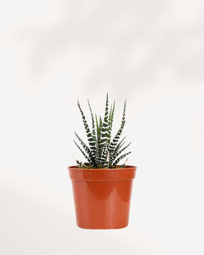 Haworthia Succulent 3.5" Pot - Single Assorted