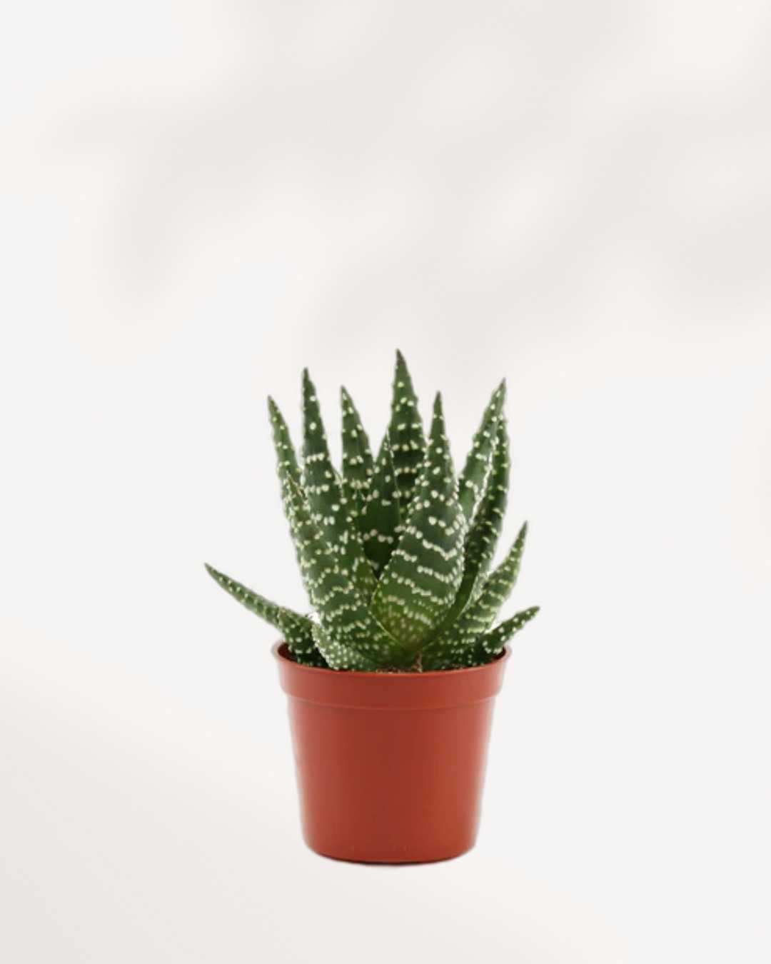 Haworthia Succulent Mystery Box Single Pack