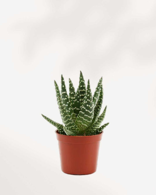 Haworthia Succulent Mystery Box Single Pack