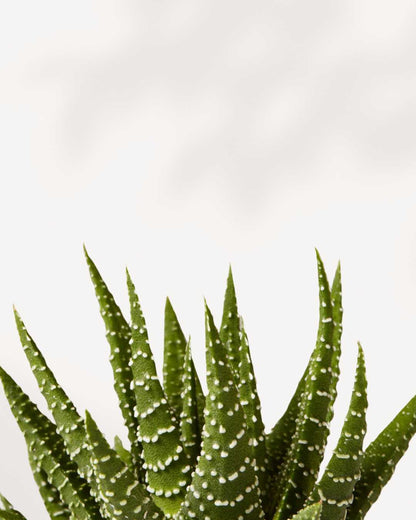 Haworthia Succulent